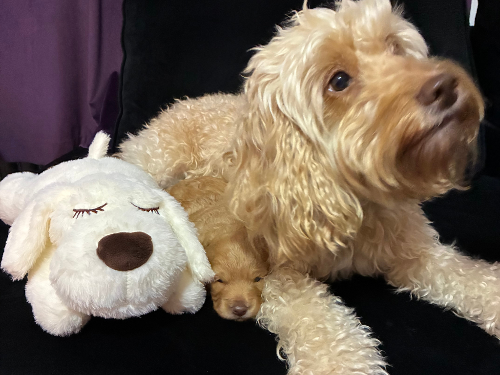 Cockapoo with white heartbeat toy lifestyle photo