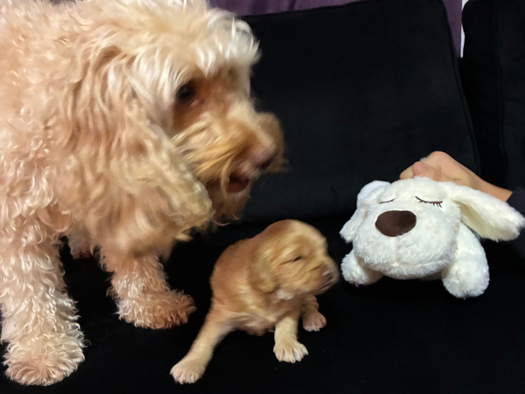 Cockapoo puppy with white heartbeat comfort toy on black sofa