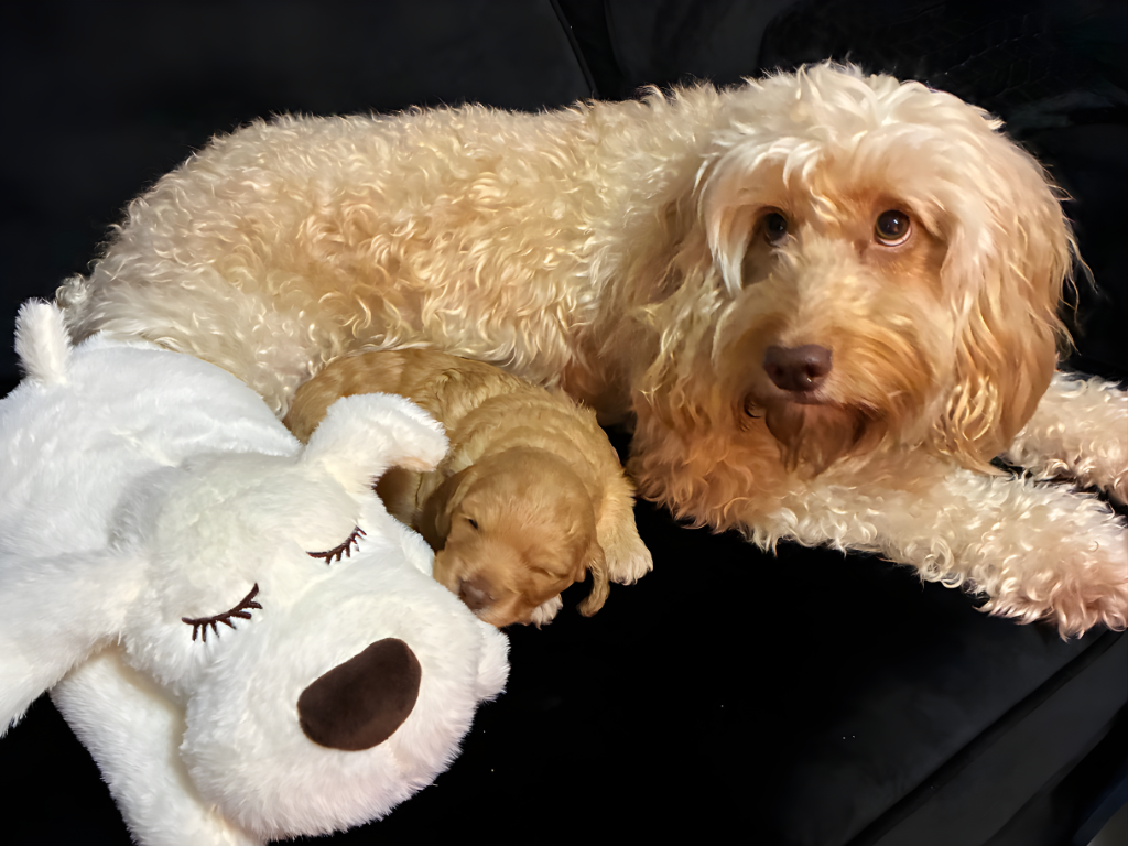 Cockapoo Mother and newborn puppy with a white heartbat toy