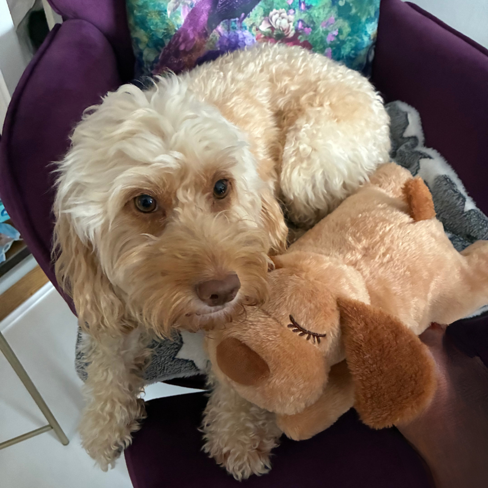 Cockapoo resting with brown heartbeat puppy toy in chair