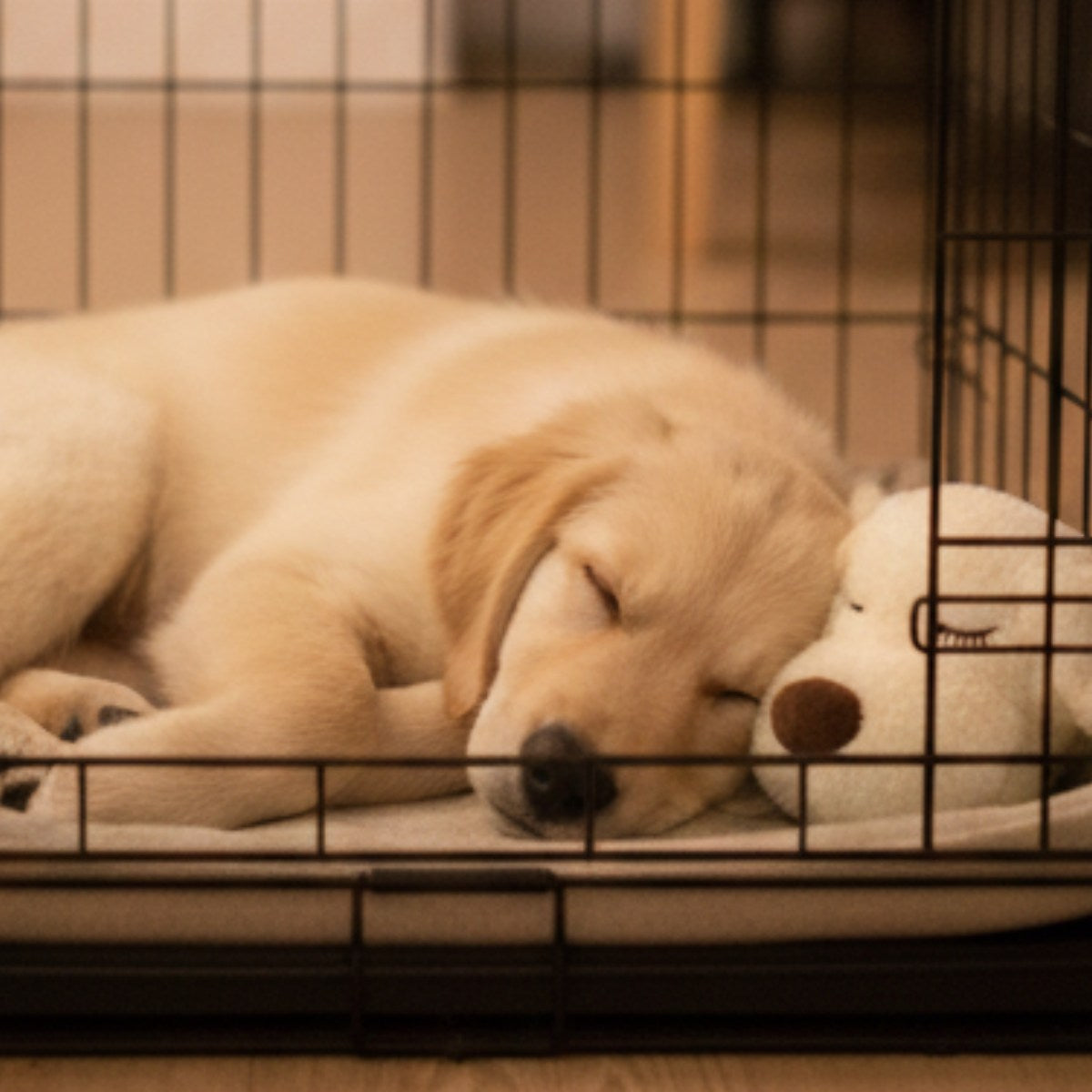 Puppy sleeping peacefully in crate with heartbeat comfort toy for anxiety relief