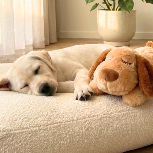 Dog sleeping on a couch next to a plush dog toy in a cozy room.