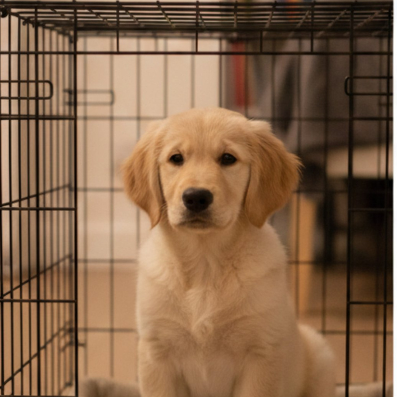 Puppy sitting inside a black metal crate with a blurred background
